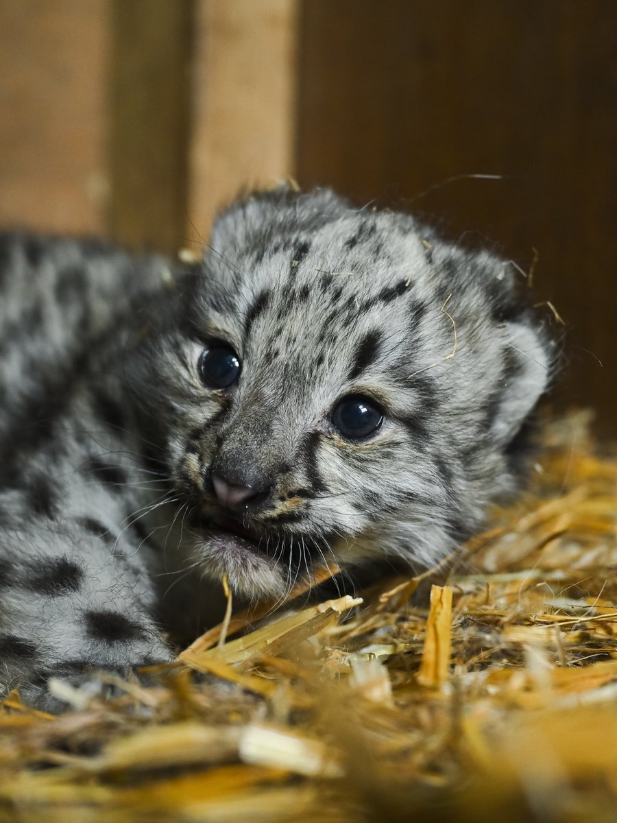 TheBigCatSanct's tweet image. It is with deep sadness that The Big Cat Sanctuary can confirm the passing of Laila’s snow leopard cub, affectionately nicknamed ‘Little Lady’, who was born at the Sanctuary on 10th May 2025.

Read the full statement here: bit.ly/4jIGp3l