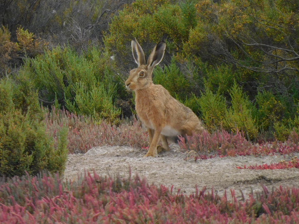 WorldLagomorph's tweet image. A new study used third-generation sequencing to analyse the gut microbiome of European brown hares, . Over 3,000 unique species were identified,highlighting the power of long-read tech for wildlife conservation.
doi.org/10.21203/rs.3.… #microbiome #wildlifeconservation