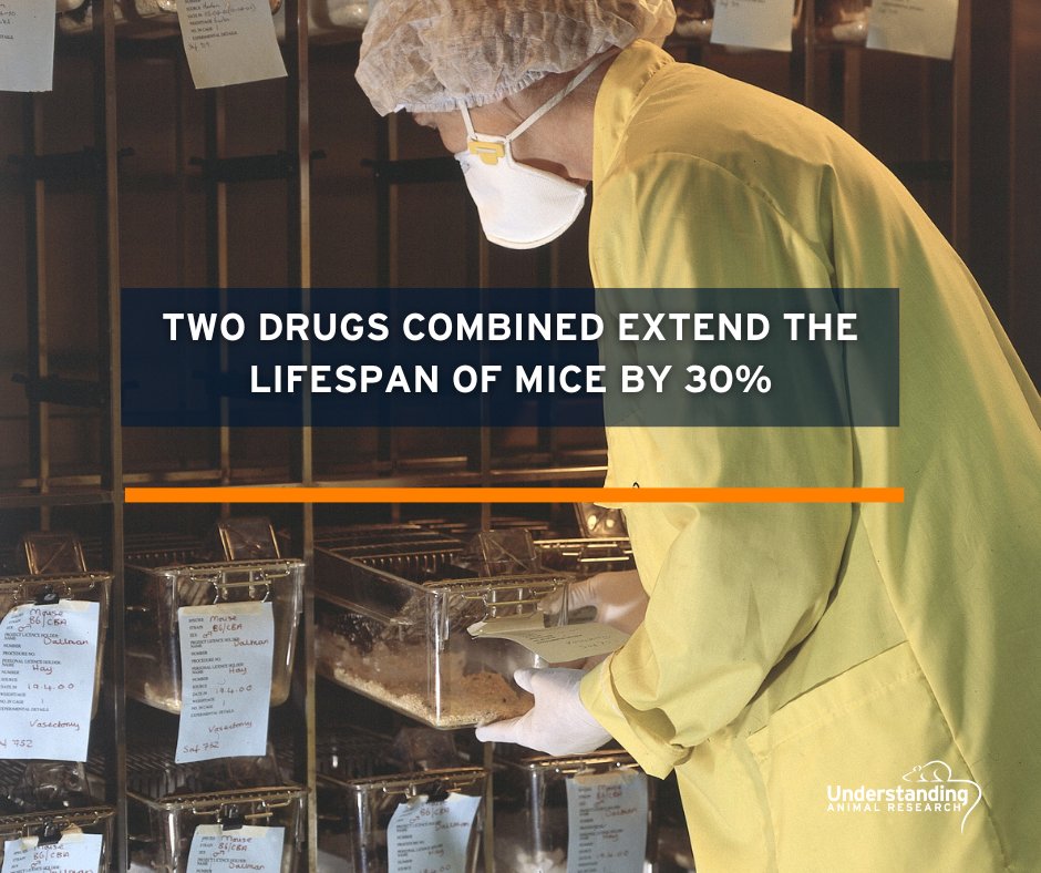 The combination of two drugs, rapamycin and trametinib, currently used in cancer therapy extended the #lifespan of #mice by 30% in a study published in Nature Aging. 
#AnimalResearch #AnimalTesting 
doi.org/10.1038/s43587…
