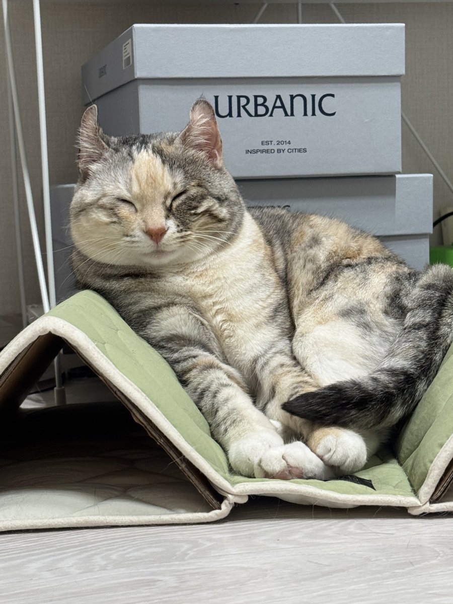 morae___sand's tweet image. 보송송