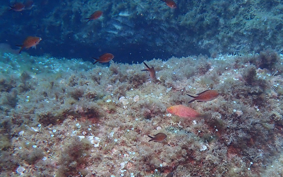 MPA4Change (@mpa4change) on Twitter photo New biological invasion in <a href="/Amp_Portofino/">AMP Portofino</a> 🚨
2 species were documented during #MPA4Change training:
🐠 Mediterranean parrotfish (Sparisoma cretense)
🦀 Atlantic blue crab (Callinectes sapidus)
Get ready to face the climate emergency!
📢bit.ly/4ku62WF
#climatechange #MPAs New biological invasion in <a href="/Amp_Portofino/">AMP Portofino</a> 🚨
2 species were documented during #MPA4Change training:
🐠 Mediterranean parrotfish (Sparisoma cretense)
🦀 Atlantic blue crab (Callinectes sapidus)
Get ready to face the climate emergency!
📢bit.ly/4ku62WF
#climatechange #MPAs
