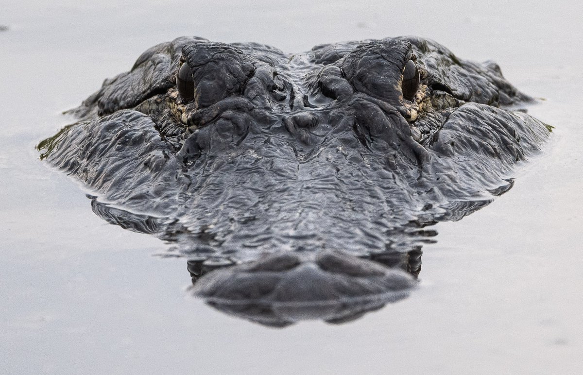 In 1987, the American alligator became Florida’s official state reptile—an icon of our wild wetlands. 🐊 At SJRWMD, we help protect these vital habitats through water and land management so native species like the alligator can continue to thrive. #SJRWMD #Florida