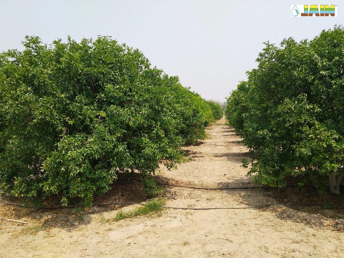 Empowering farmers through innovation!

In one frame, farmers collaborate and plan for success; in the other, Jain drip irrigation brings precision to every drop 💧 🍊 

Together, they cultivate sustainability and prosperity! 

#AgTech #AgriTech #JainDrip #JainIrrigation #JISL