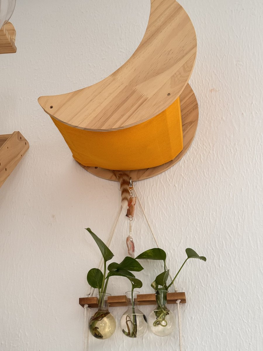 Un gatito ha aprendido a subirse a la camita de pared…