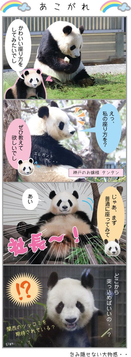 なつかしいものが出てきた🐼🎶 お嬢様座りに憧れる、彩浜社長
