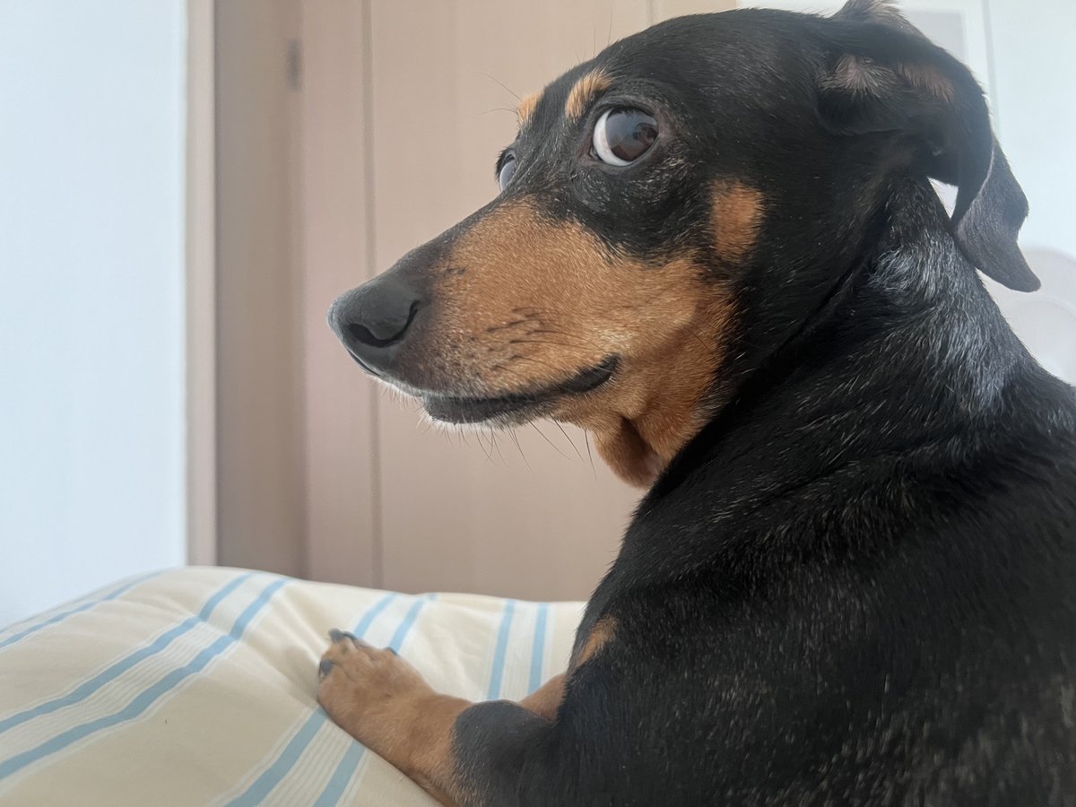 옆에서 깐족 거렸더니 디지고 싶어? 눈으로 카리스마질