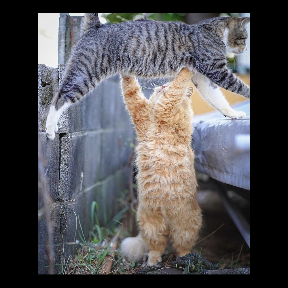 GENTLECAT (@gentleeeeeeecat) on Twitter photo 