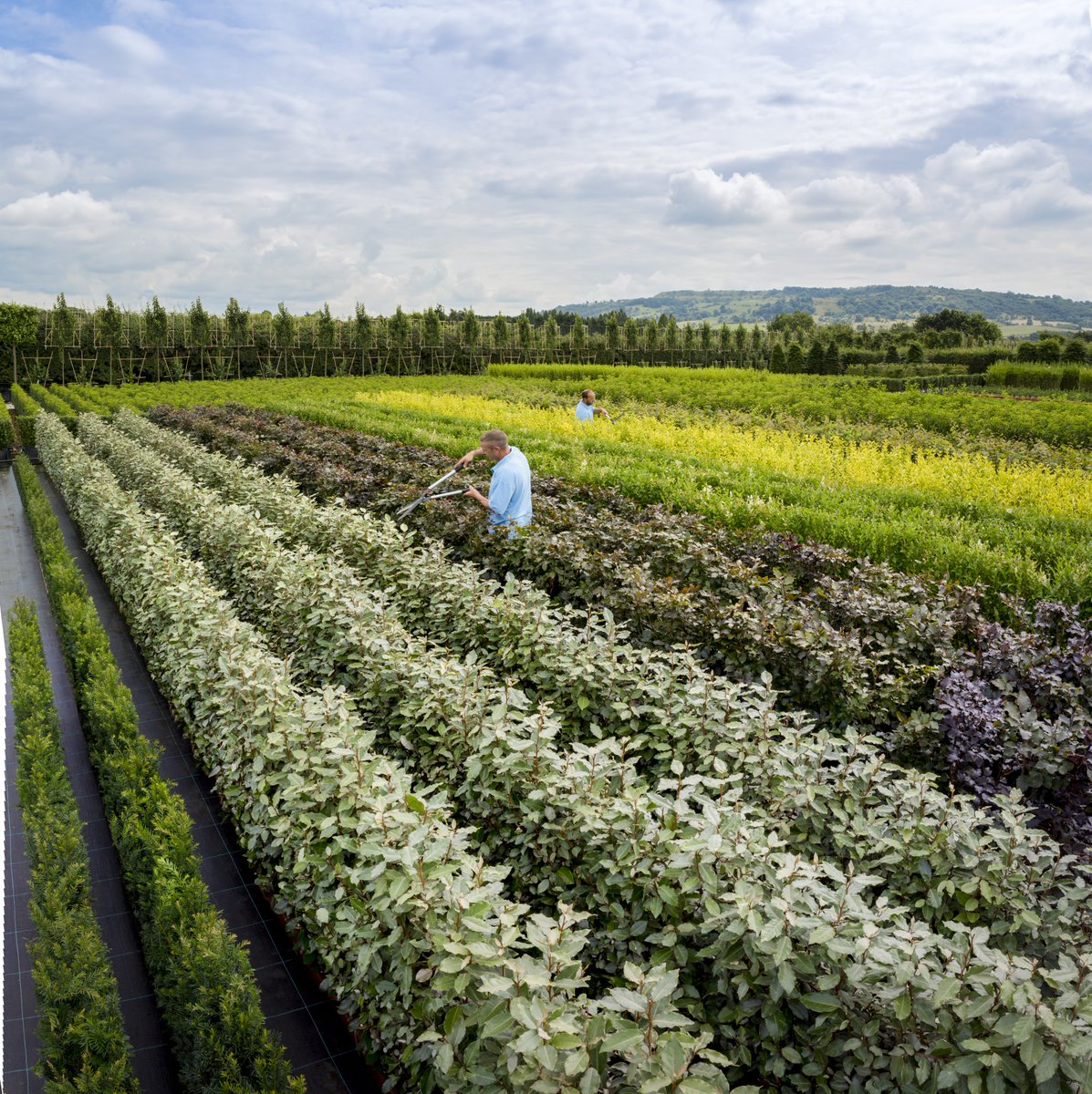 🌿 A huge thank you to Readyhedge Ltd for kindly loaning their beautiful hedges free of charge to help bring our Medicinal Show Garden to life at this year’s BBC Gardeners’ World Live! 🌳

🌱 Discover more 🔗 readyhedgeltd.com