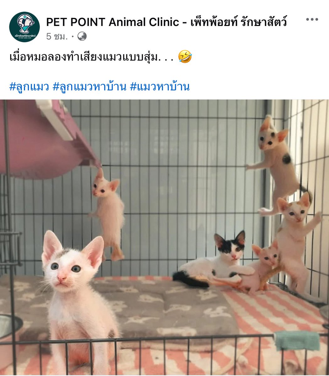 น้องแมวหาบ้านนะคะ เผื่อใครสนใจมีแมวเปรตเป็นของตัวเอง

facebook.com/share/16m24xat…