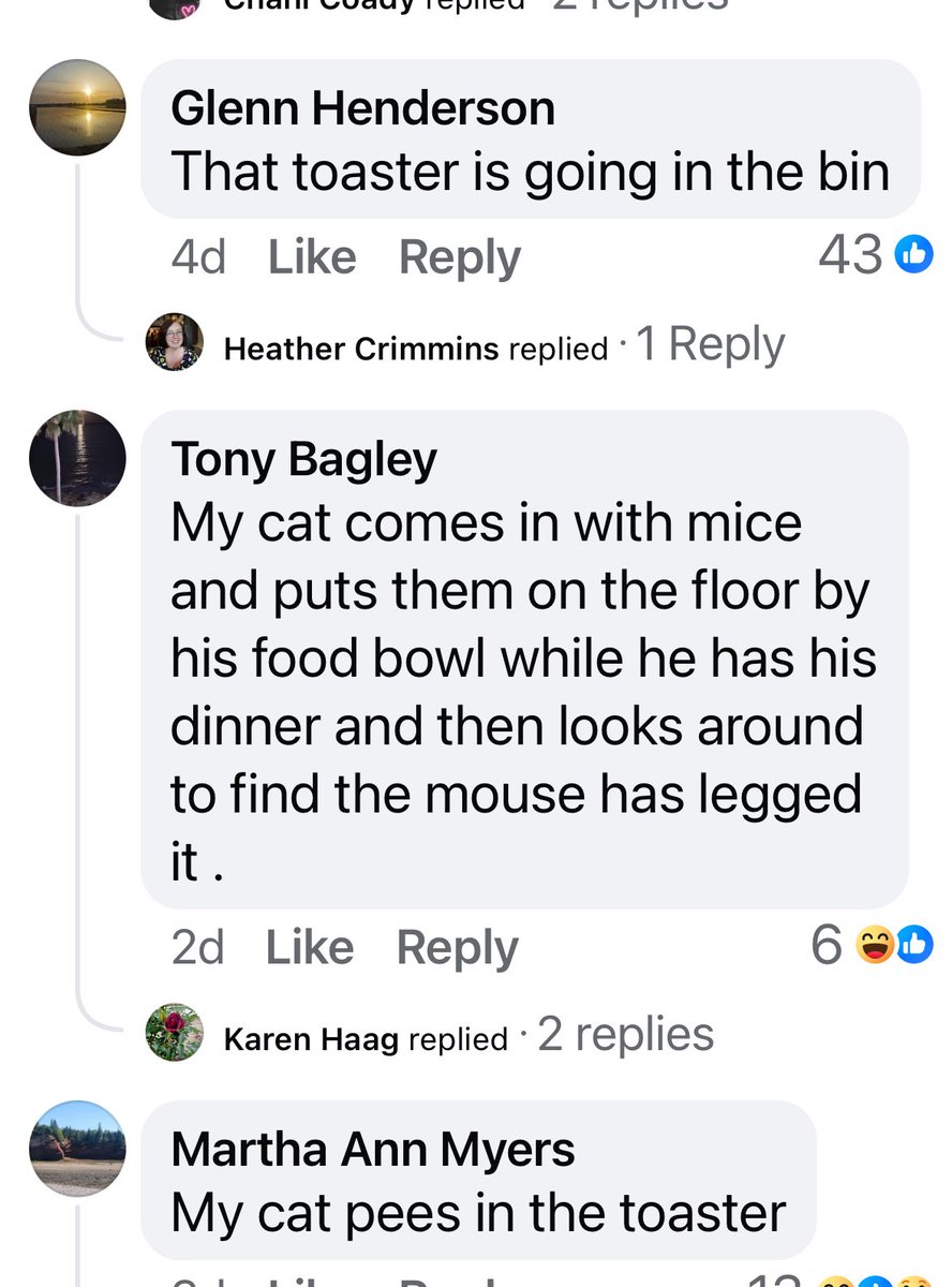 Cat finds mouse in toaster post takes a weird turn…