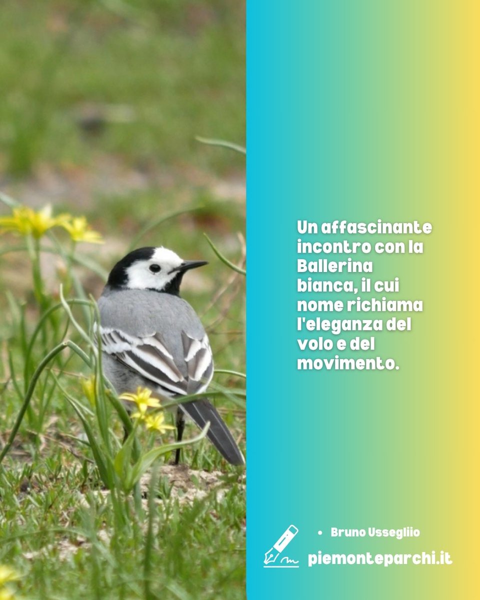 Eccola la ballerina bianca,: sembra volare senza toccare il terreno, il suo movimento è elegante, leggero, un dolce volteggio ondulato. 
👉🏻 Leggi articolo su piemonteparchi.it !

✍🏻 Bruno Usseglio

#parchidavivere