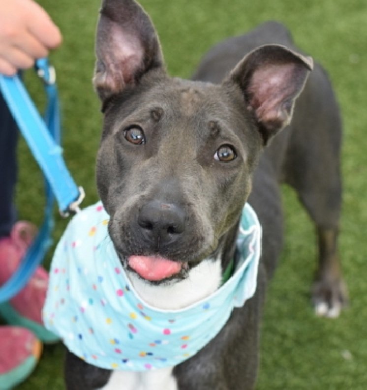 MorgFairsdogs's tweet photo. Ratatouille 225621
Relisted TBK 6/7
#NYCACC #AdoptMe 
She is a pretty 2 yr old girl
Like slow intros and prefers contact on her terms
Needs exp all adult home 
Save Ratatouille!
https://t.co/LRV9ui5Se7
#Pledge4Rescue #foster #adopt https://t.co/cgdDAzZ5o8