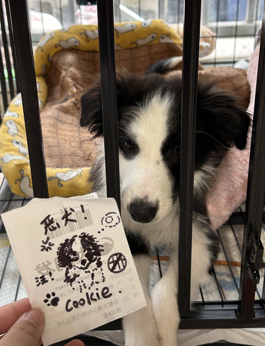 椰子歪 tweet media