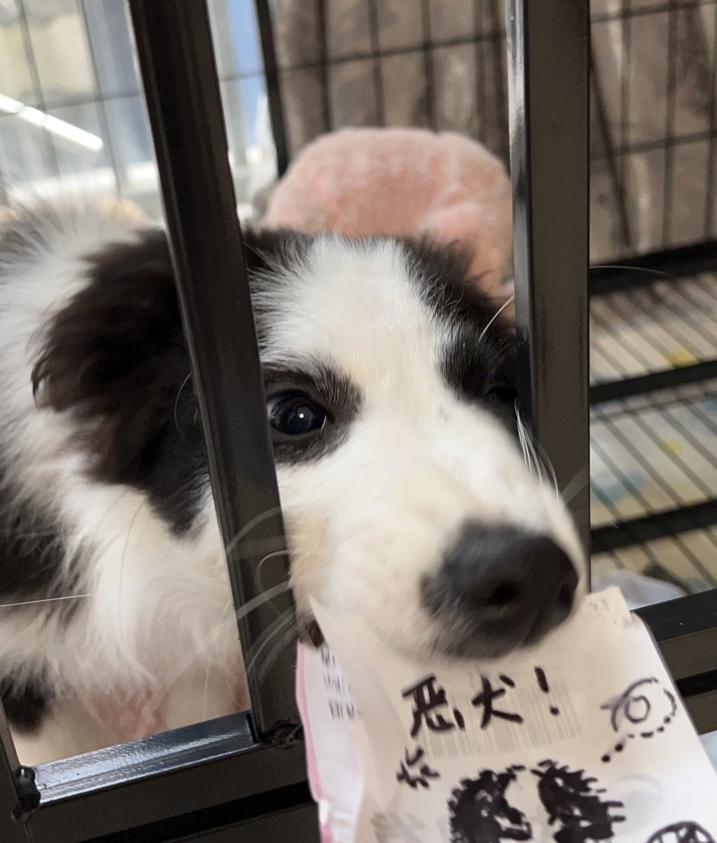 椰子歪 tweet media