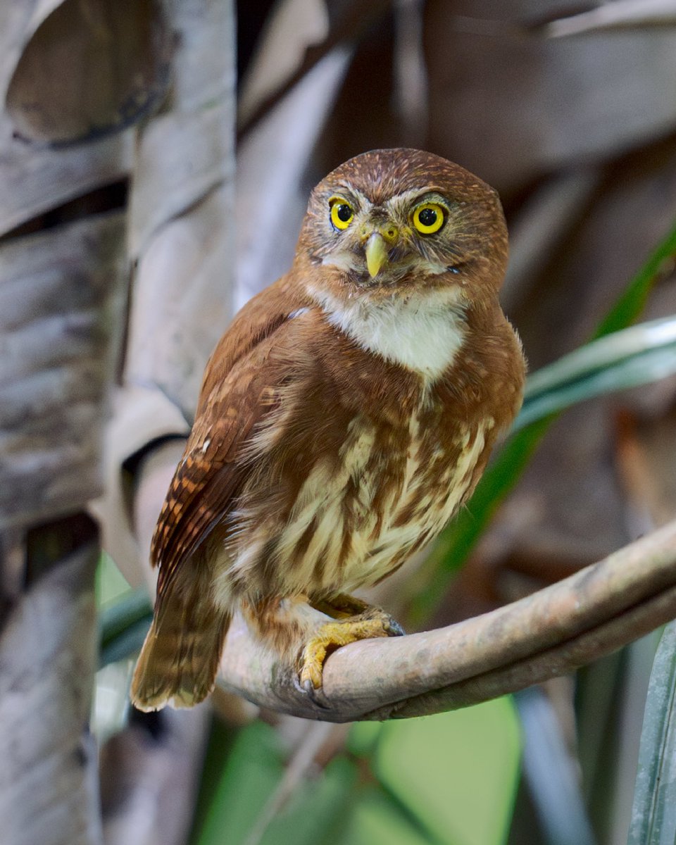 Vista Hermosa en el Meta, paraje natural.