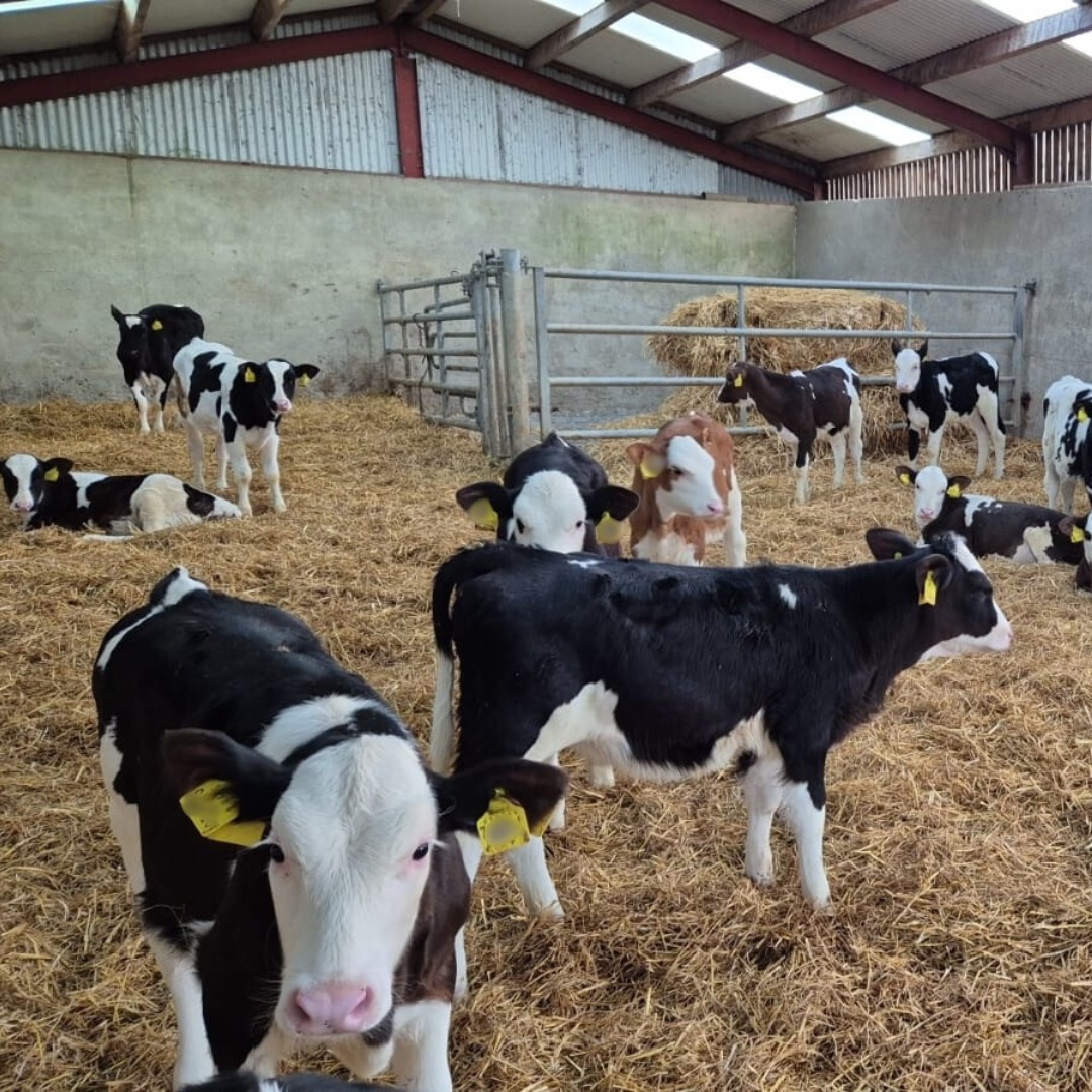 Auto feeders don’t replace good calf care!

🐮 Daily checks = early illness spotting
🛑 Bad hygiene still spreads disease
📊 Feeder data flags low drinkers"

Healthy calves need more than just milk! 
Tips👉bit.ly/4klXm4z

#CalfHealth #TeamDairy #DairyFarming #FarmSmart