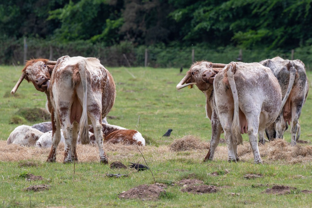 Synchronised cleaning at Clumber 🐮
#ClumberPark 📷 Steve Bradley