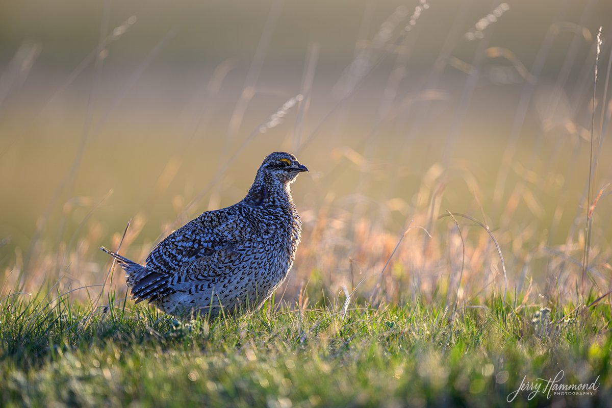 What a treat to see Sharp-Tailed Grouse.  And the male was doing his dance to attract the females.  I'm told some American Indians get one of their dances from this.