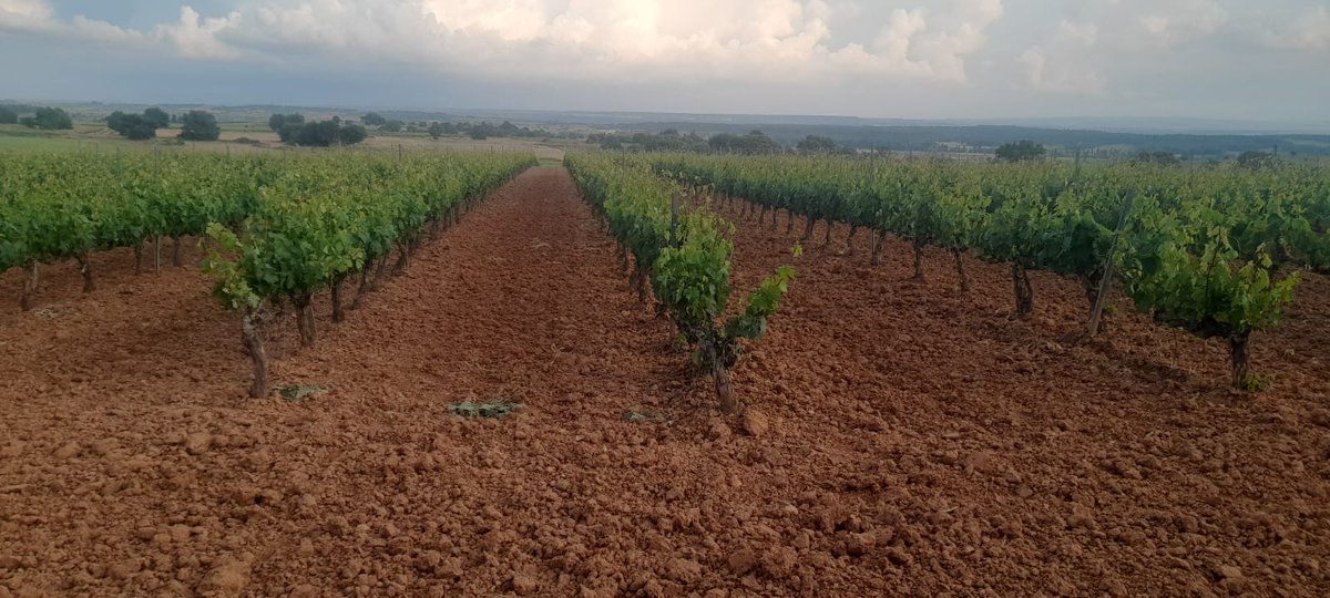 Si el abuelo dice que le encanta ver así las viñas, será que mal no lo estamos haciendo.... Y punto!
#vidaviñera