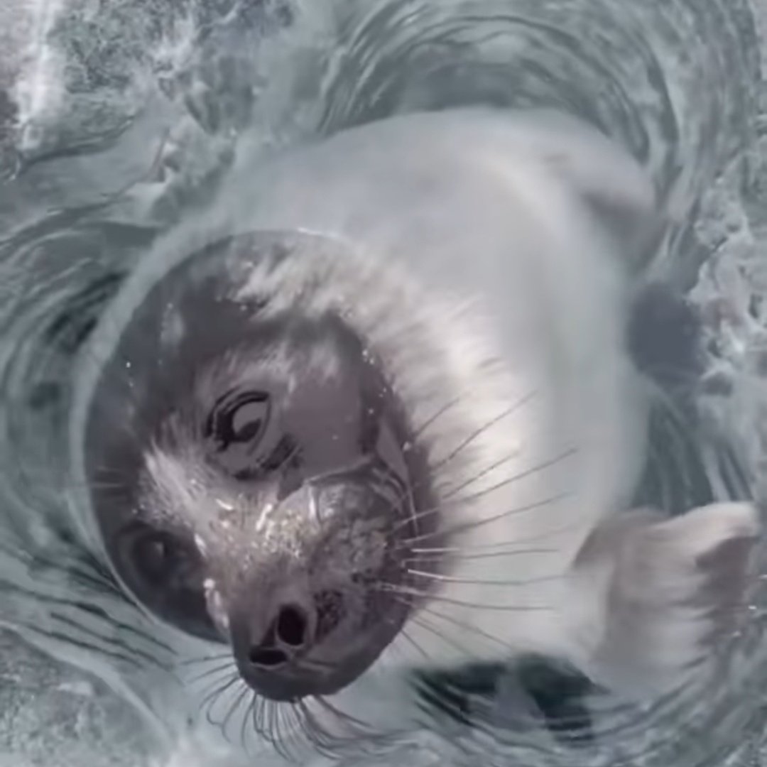 Why did they release Niko back into the wild 😭