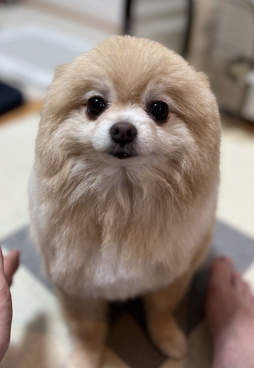 カット後はアザラシになりがち