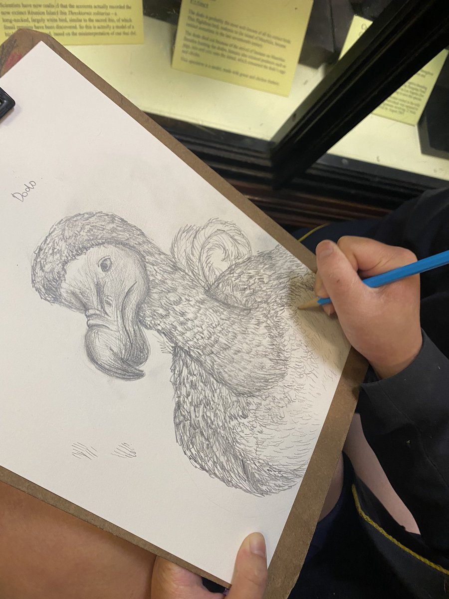 SRA_Art_'s tweet photo. Beautiful drawings are being created on the trip today at the Natural History Museum in Tring, our students are amazing! https://t.co/DD83kbE5sr