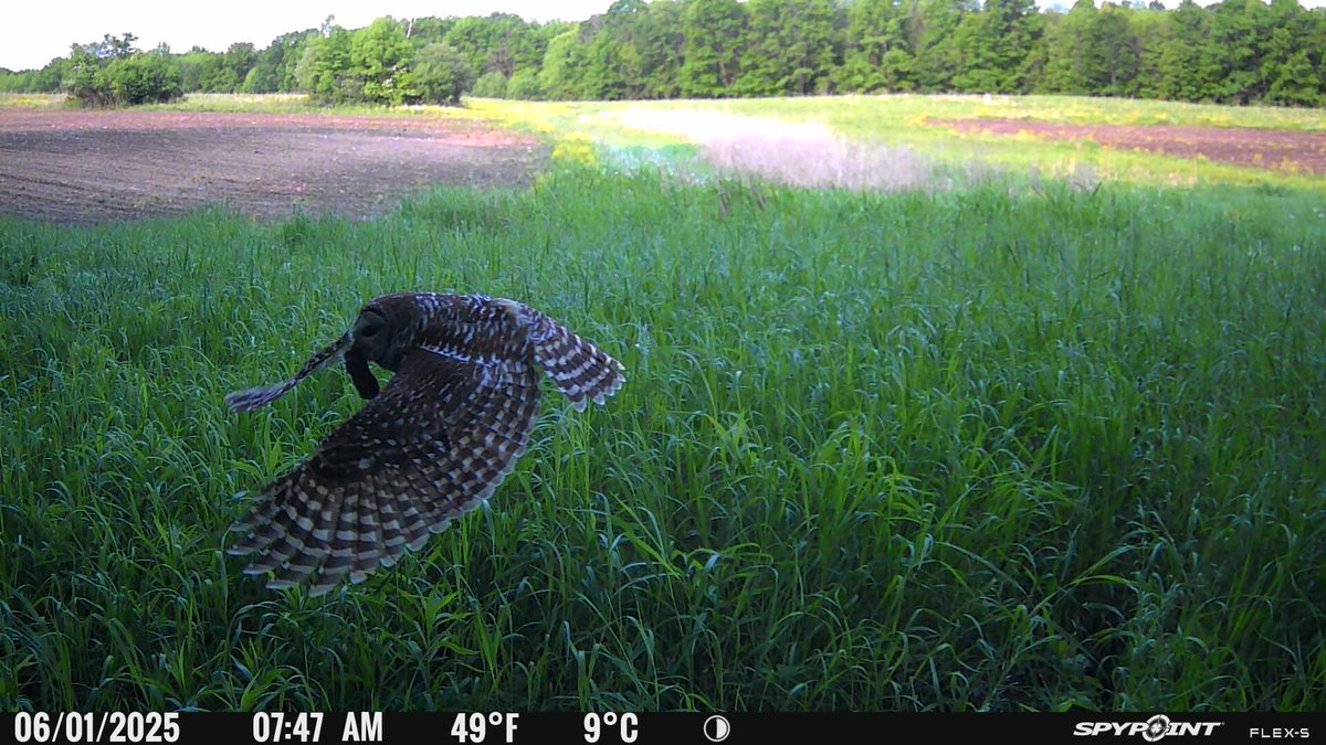 SpypointCamera's tweet image. Taking off with breakfast...