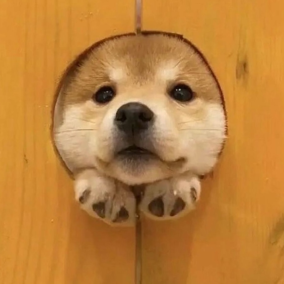 corgilovers398's tweet photo. https://t.co/f7MBrEKWHY