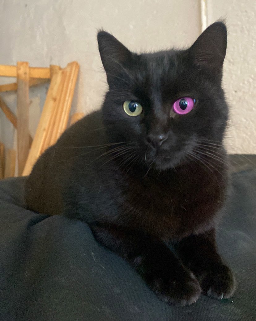 my cat suddenly did this what should i do guys