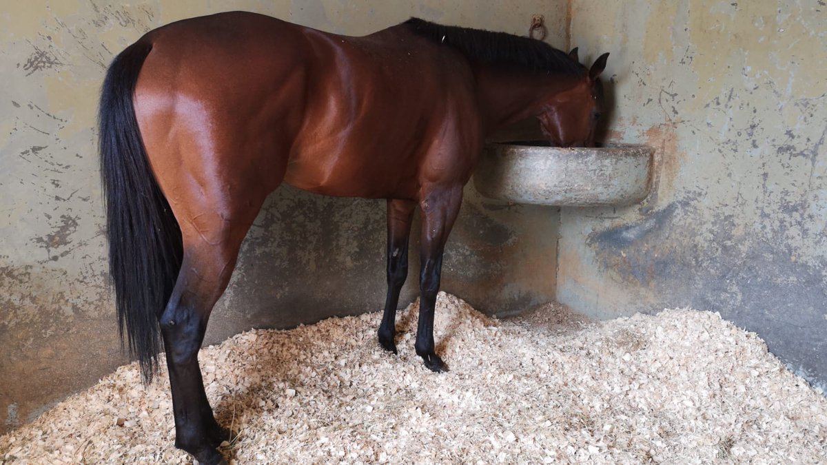 Partant domingo dia 08/06 en <a href="/HipodromoMadrid/">Hipódromo de La Zarzuela</a> 
▪︎1ª Carrera: Iris Breath con la monta de Borja Fayos
▪︎3ªCarrera: Konfussion con la monta de <a href="/Nicodejulian/">Nicolás de Julián</a> 
7ªCarrera: Borondon con la monta del gentleman Miguel Delgado

Vamos equipo!! Suerte a todos sus propietarios 💪🙏