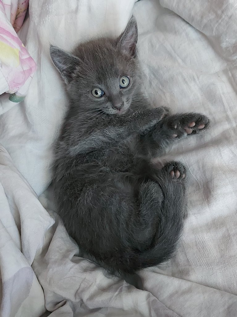 Он Вам Не Беляш tweet media