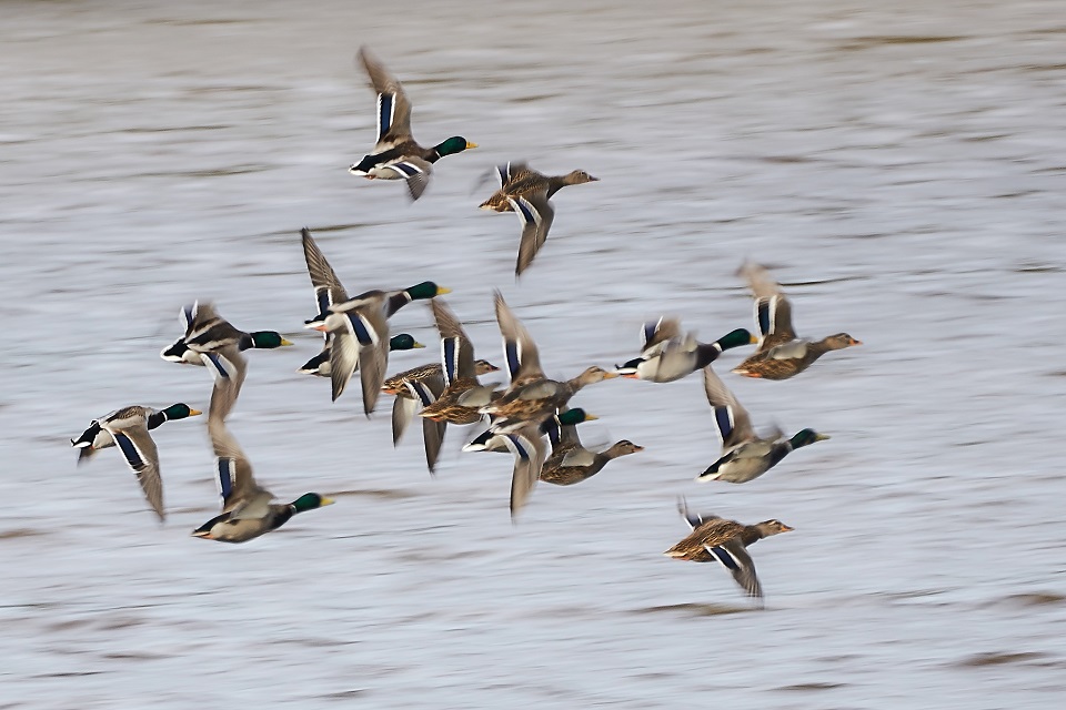 The risk level of #birdflu in wild birds is still high. It’s important that you continue to practice strict biosecurity and protect your birds.  

The AI wild bird findings report details where #birdflu has been confirmed in dead wild birds gov.uk/government/pub….