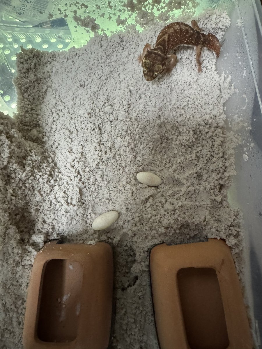 繁殖をやめて皆さん好きな様に生きろ!的なケージで飼育していたらお腹膨れた子が居たので産卵セット組んだら次の日に産んだ😆