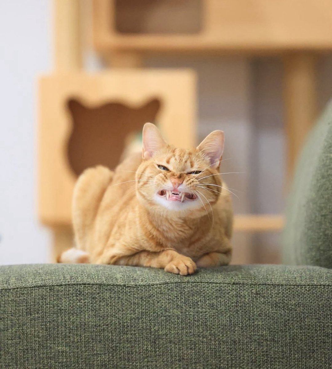 ちゃとら　 HappyBirthday Myao🎂🍰 ⁡ ⁡ みゃお5歳になりました🥳✨ こないだまで