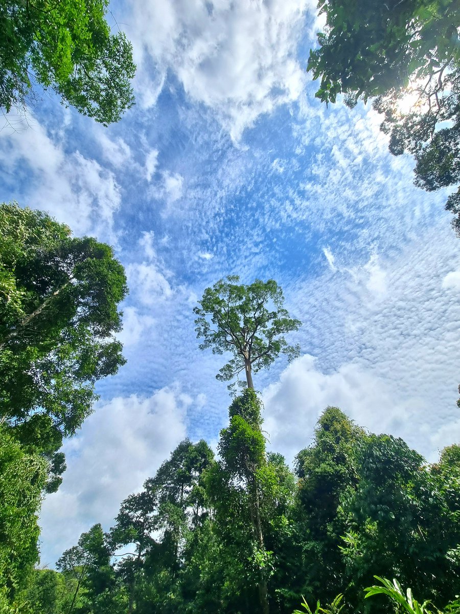 Jungle skies 🩵

#Borneo