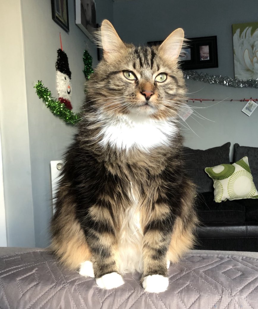walphie (@ripwalphiepopfe) on Twitter photo happy fishy daay mys bootyful fwens, i hopes yoo habs da mos lubly day! happy fishy daay mys bootyful fwens, i hopes yoo habs da mos lubly day!