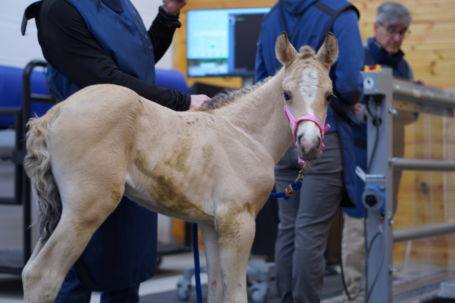 Equina_AstoCT's tweet photo. When mom’s getting a CT scan and you’re just a baby… you strike a pose and steal the spotlight. 📸🐴💕 #AQHA #Reining #EquineCT #AstoCT #EquineInnovativeMedicine https://t.co/vDY4Y2pudW