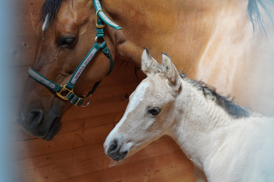When mom’s getting a CT scan and you’re just a baby… you strike a pose and steal the spotlight. 📸🐴💕 #AQHA #Reining #EquineCT #AstoCT #EquineInnovativeMedicine