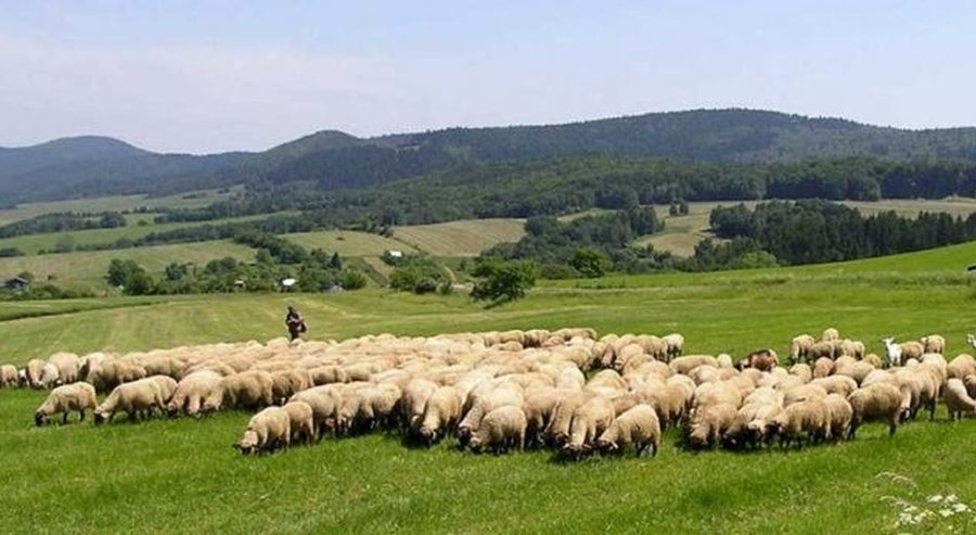 🇦🇱🐑🐐 #PPR : un cas de peste de petits ruminants confirmé en Albanie

ow.ly/Ek0j50W5mSl