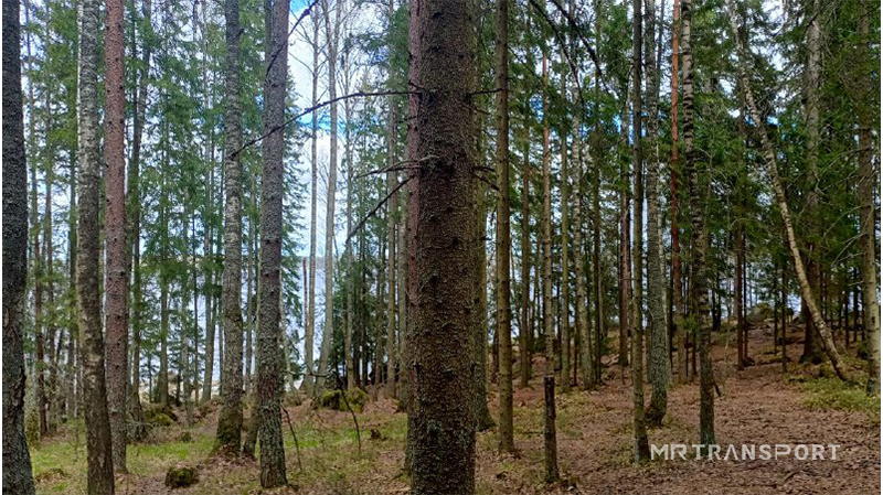 markthedog2006's tweet photo. Walking in park (5 Photos) 
. 
. 
. 
Date: May 10 2025
Place: Monrepo Park
Camera: Xiaomi
Progressing: Adobe Photoshop 2022
#Highway #Europe #Ingria #Vyborg #LeningradRegion #Tree #Forest #Park #Travel #Travelling #Walking #Bay #MonrepoPark #TravellingInEurope #KarelianIsthmus https://t.co/pPgsjnevBN