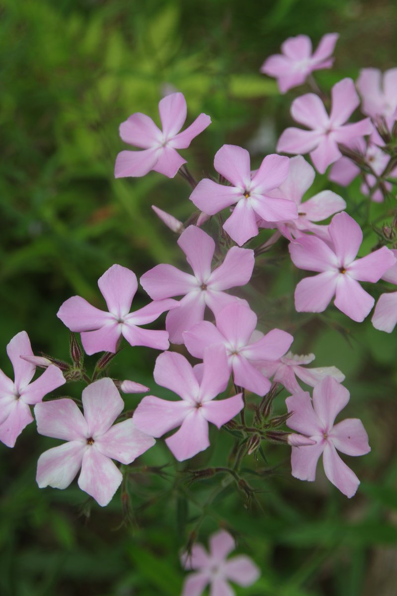 gontanokoneroku's tweet image. Phlox 😁

#Photography #Flowers #Phlox