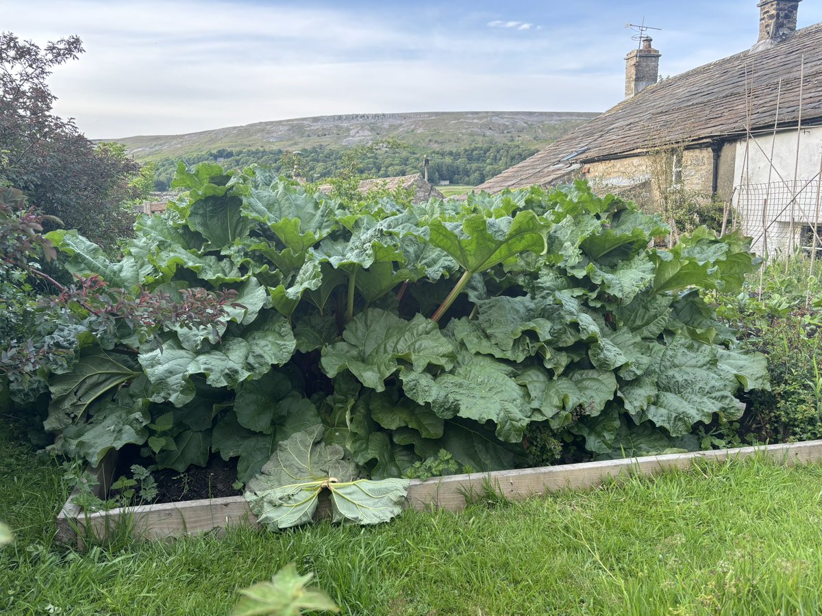 Grinton smallholder (@sharpr1966) on Twitter photo Pancakes and porridge in February Pancakes and porridge in February