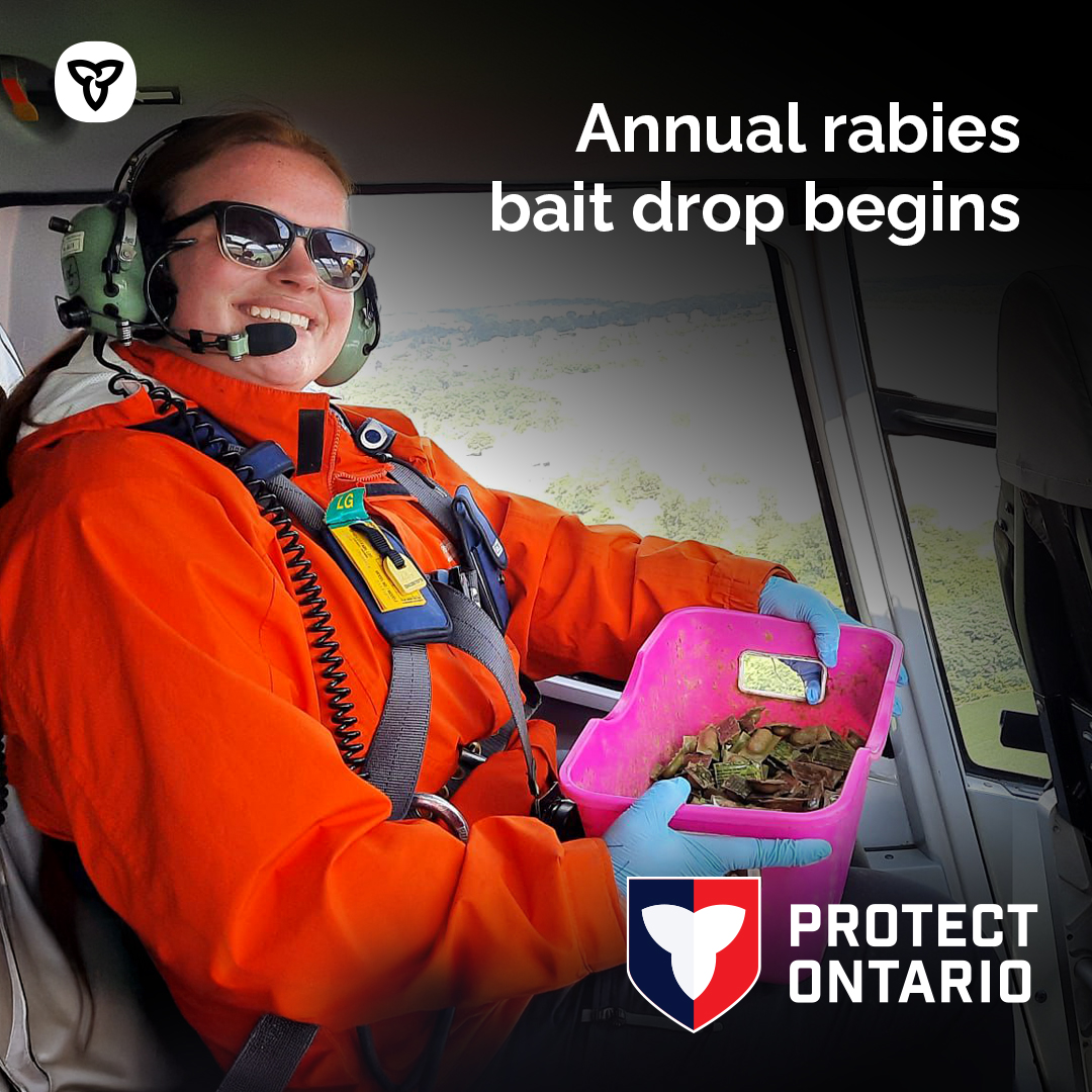 We are protecting Ontario against raccoon and fox rabies. 

Starting June 9, ministry staff will be distributing baits by hand and aircraft within the rabies control zone and preventatively along the southern border. 

Learn more: news.ontario.ca/en/bulletin/10…