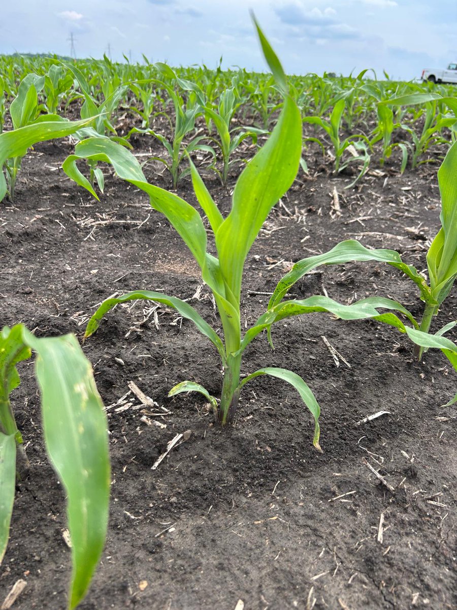 Jeferson Pimentel (@jefersonprass) on Twitter photo The latest Indiana Corn Research & Update is live! 🌽 From Indiana corn progress to insights from The Kernel program, field day, and weather, check out what's inside issue #7: ag.purdue.edu/news/departmen…
<a href="/PurdueCorn/">Dan Quinn</a> <a href="/PurdueAgronomy/">Purdue Agronomy</a> <a href="/PurdueExtension/">Purdue Extension</a> The latest Indiana Corn Research & Update is live! 🌽 From Indiana corn progress to insights from The Kernel program, field day, and weather, check out what's inside issue #7: ag.purdue.edu/news/departmen…
<a href="/PurdueCorn/">Dan Quinn</a> <a href="/PurdueAgronomy/">Purdue Agronomy</a> <a href="/PurdueExtension/">Purdue Extension</a>