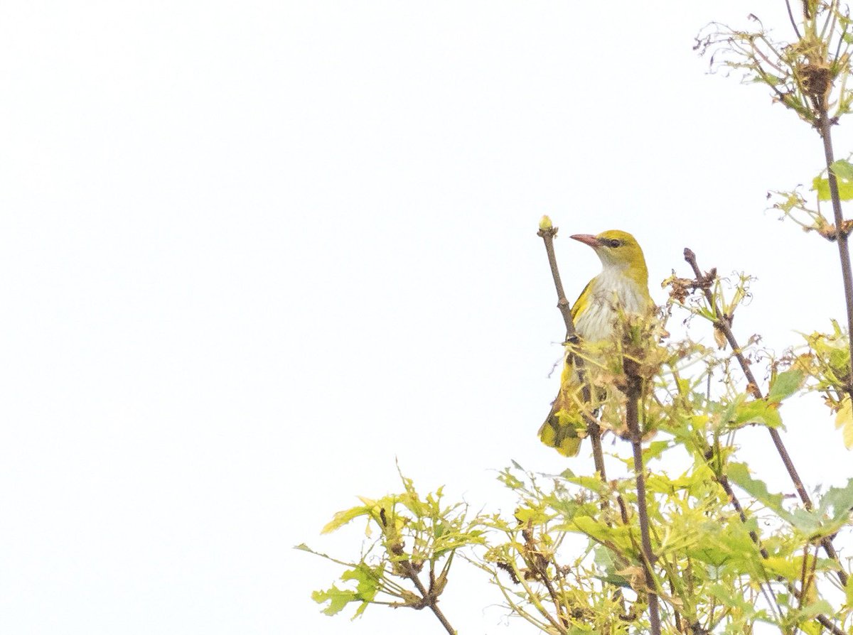 Jack Pettit on Bluesky (@rossa599) on Twitter photo Super happy to find a Golden Oriole at the Point today <a href="/spurnbirdobs/">Spurn Bird Observatory</a>!! Been wanting to find a good bird here all spring and it finally happened 😍😍 It shared a bush with a Fieldfare at one point too 😮 #birds #birding #PWC2025 <a href="/BirdGuides/">BirdGuides</a> <a href="/RareBirdAlertUK/">RareBirdAlertUK</a> Super happy to find a Golden Oriole at the Point today <a href="/spurnbirdobs/">Spurn Bird Observatory</a>!! Been wanting to find a good bird here all spring and it finally happened 😍😍 It shared a bush with a Fieldfare at one point too 😮 #birds #birding #PWC2025 <a href="/BirdGuides/">BirdGuides</a> <a href="/RareBirdAlertUK/">RareBirdAlertUK</a>