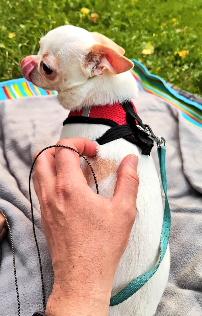 Мущщина, чешите есчо