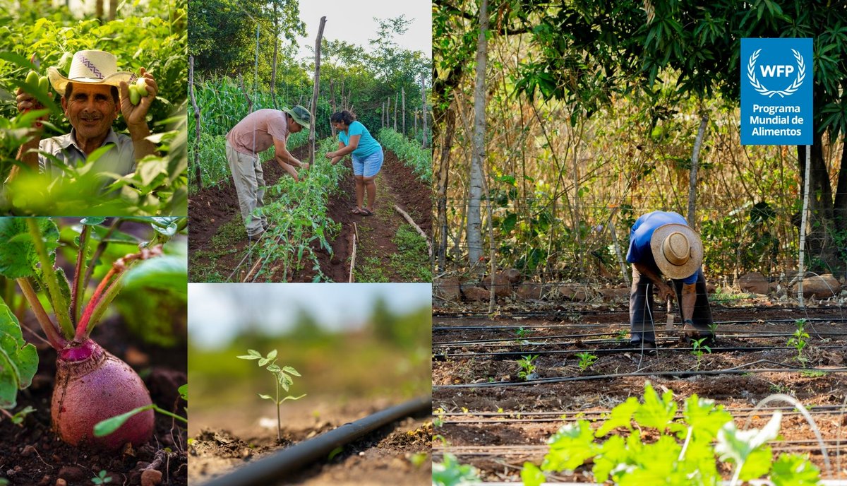 WFP_SV's tweet image. ¡Cuidar la tierra es cuidar el futuro! 🌎💚

WFP 🇸🇻 impulsa soluciones sostenibles con tecnologías de sistemas de riego por goteo y cosecha de agua lluvia para que las comunidades puedan cultivar incluso frente a situaciones extremas ⛈️⚠️☀️