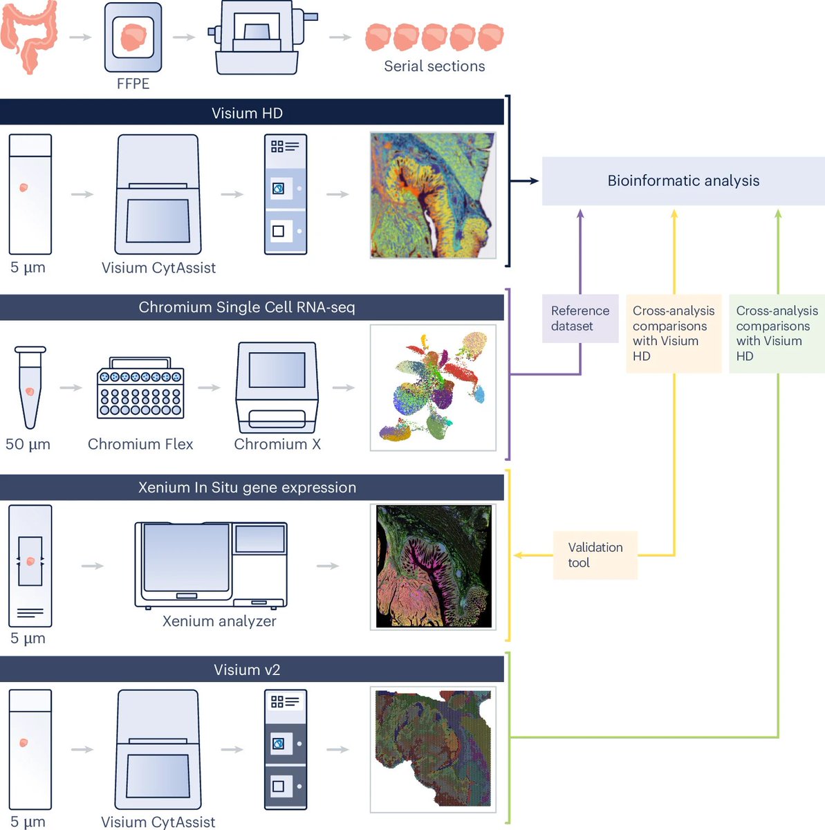 aipulserx's tweet image. How can high-resolution spatial transcriptomics reveal the complex immune landscape and cellular interactions within colorectal cancer tumors at unprecedented detail?@NatureGenet @10xGenomics 

&quot;High-definition spatial transcriptomic profiling of immune cell populations in…