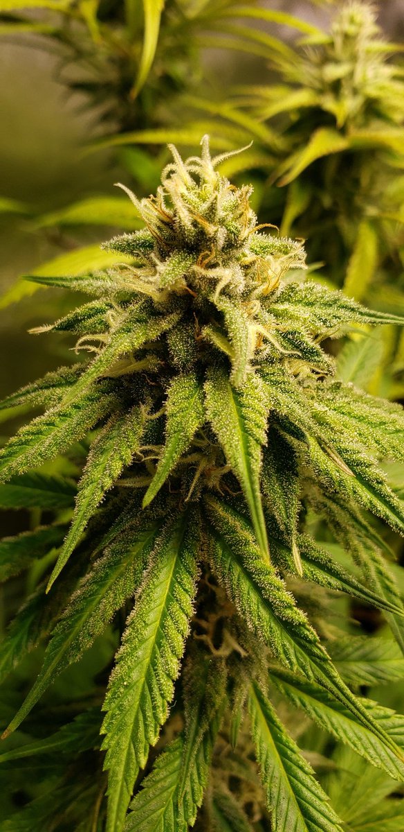 congogrowshop's tweet photo. Cada vez falta menos para la cosecha!

#autocultivo #reprocann #Cannabis https://t.co/Gnkz5t9h82