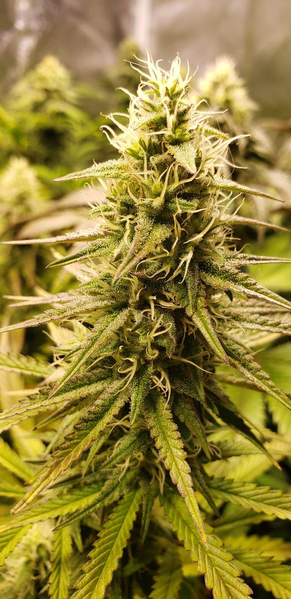 congogrowshop's tweet photo. Cada vez falta menos para la cosecha!

#autocultivo #reprocann #Cannabis https://t.co/Gnkz5t9h82